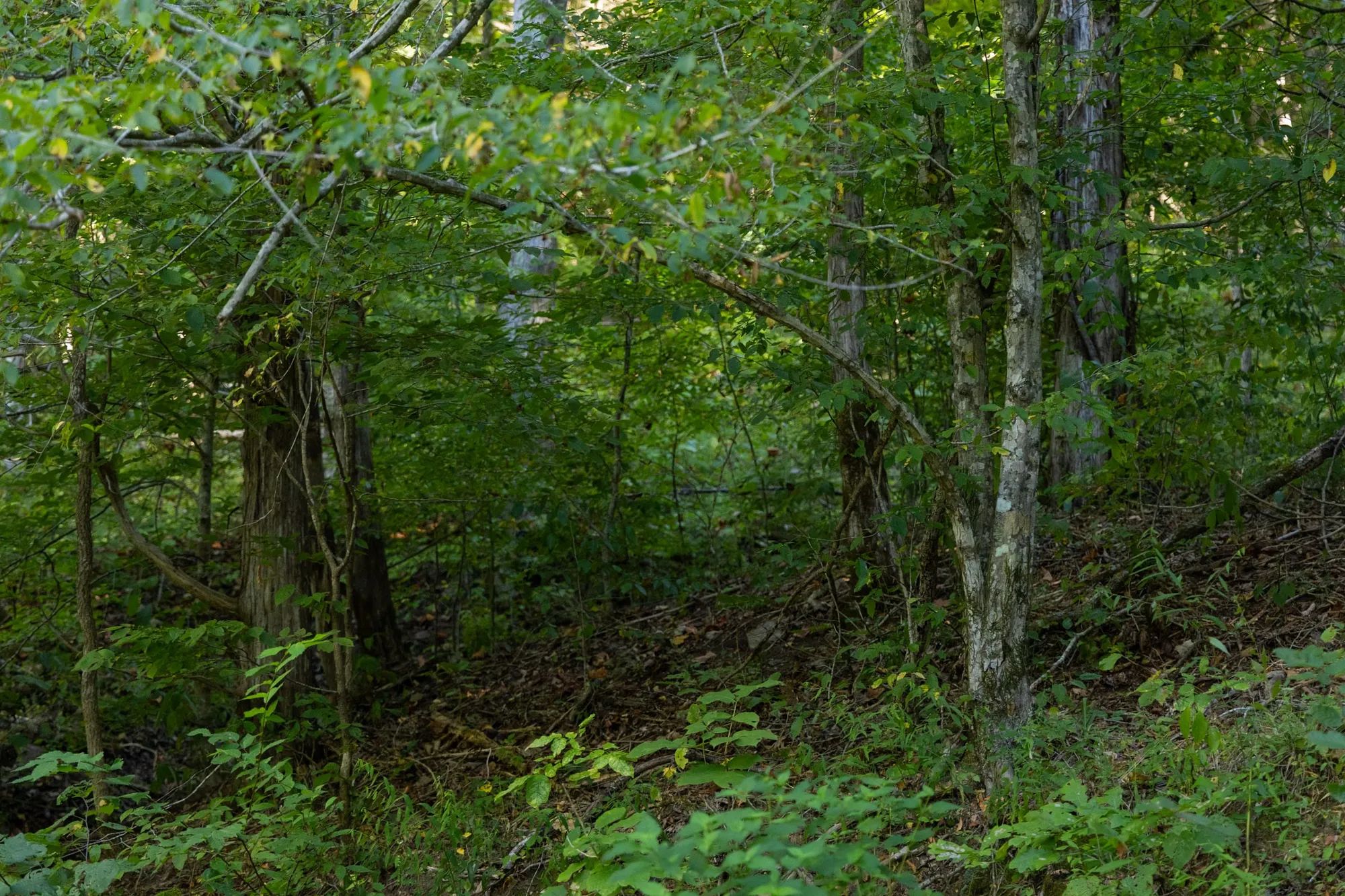 Big White Oak Tract 82 in Perry County, TN