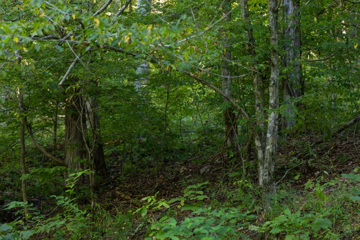 Big White Oak Tract 82 - Image 4