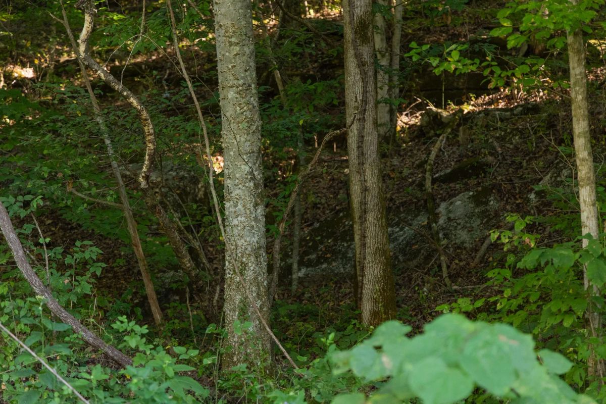 Decorative background for Big White Oak Tract 82 image 5