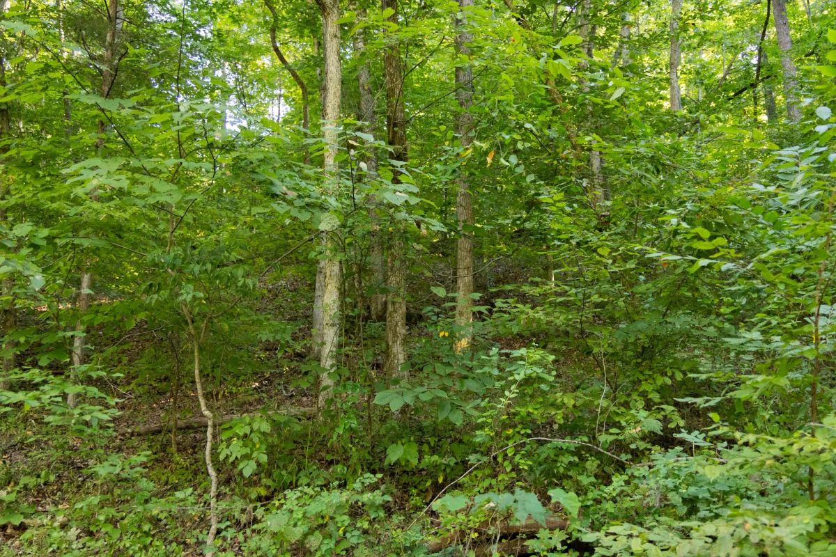 Decorative background for Big White Oak Tract 82 image 6