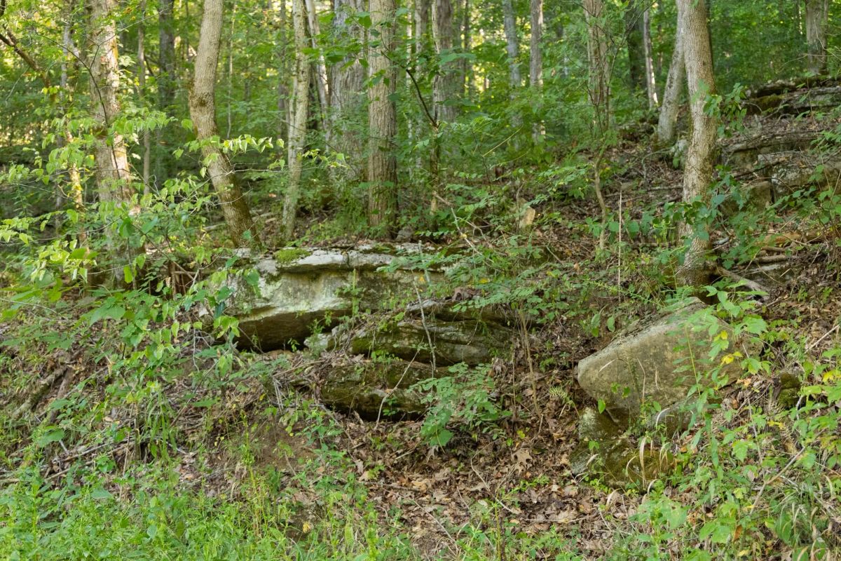 Decorative background for Big White Oak Tract 82 image 7