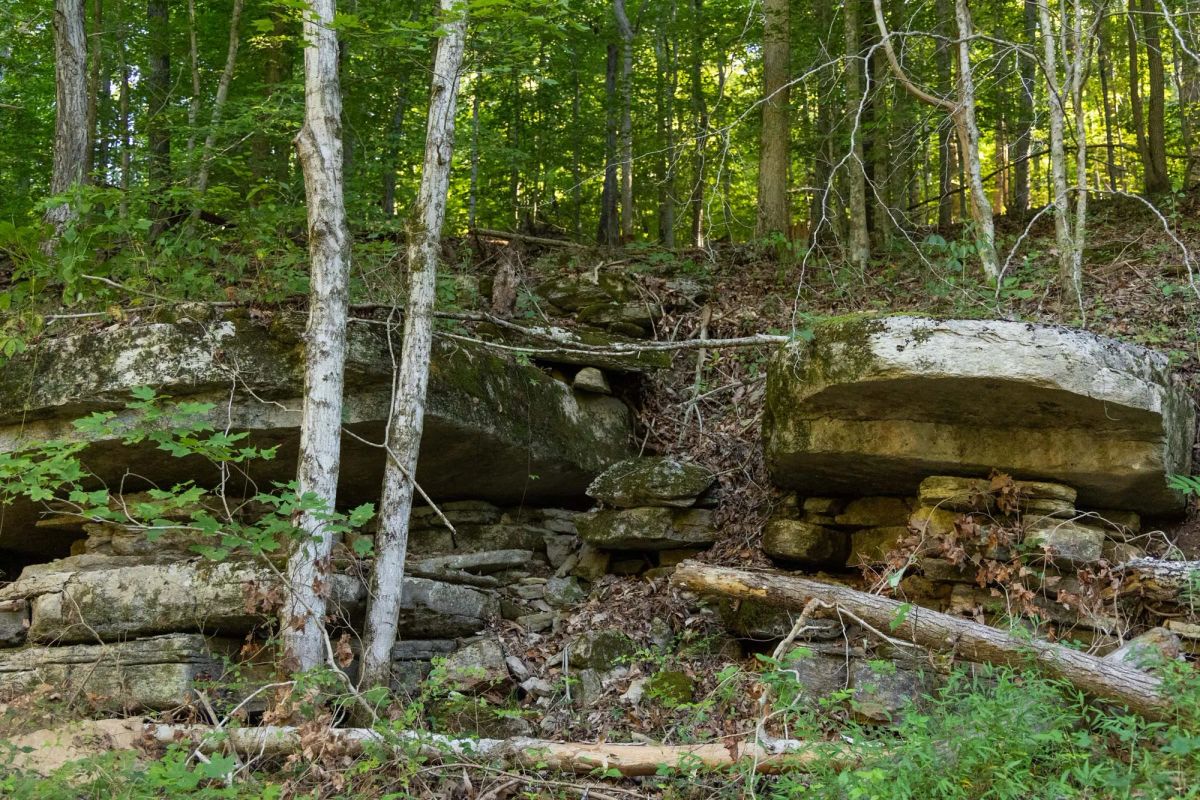 Decorative background for Big White Oak Tract 82 image 8