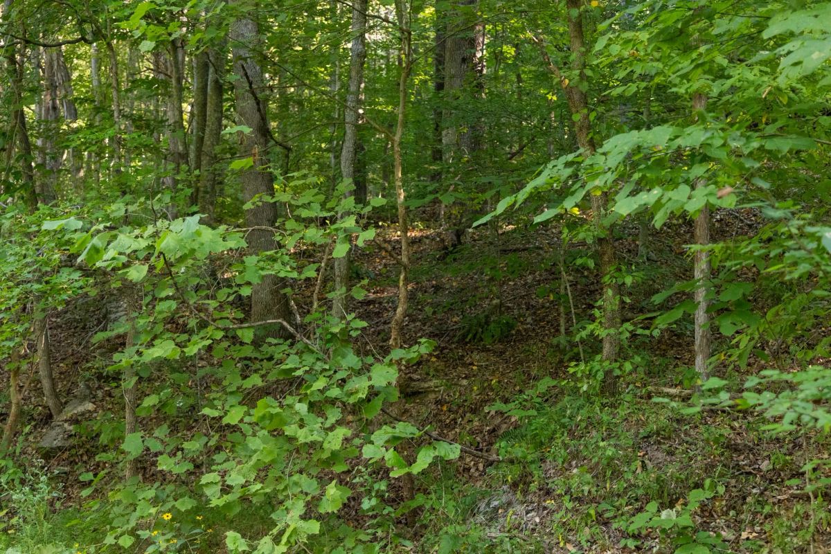 Decorative background for Big White Oak Tract 82 image 9