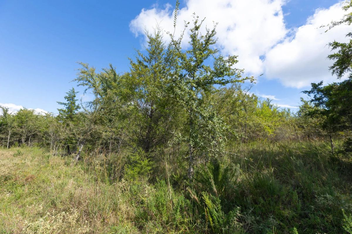 Decorative background for Reserves At Cattail Cove Phase II Tract 94 image 8