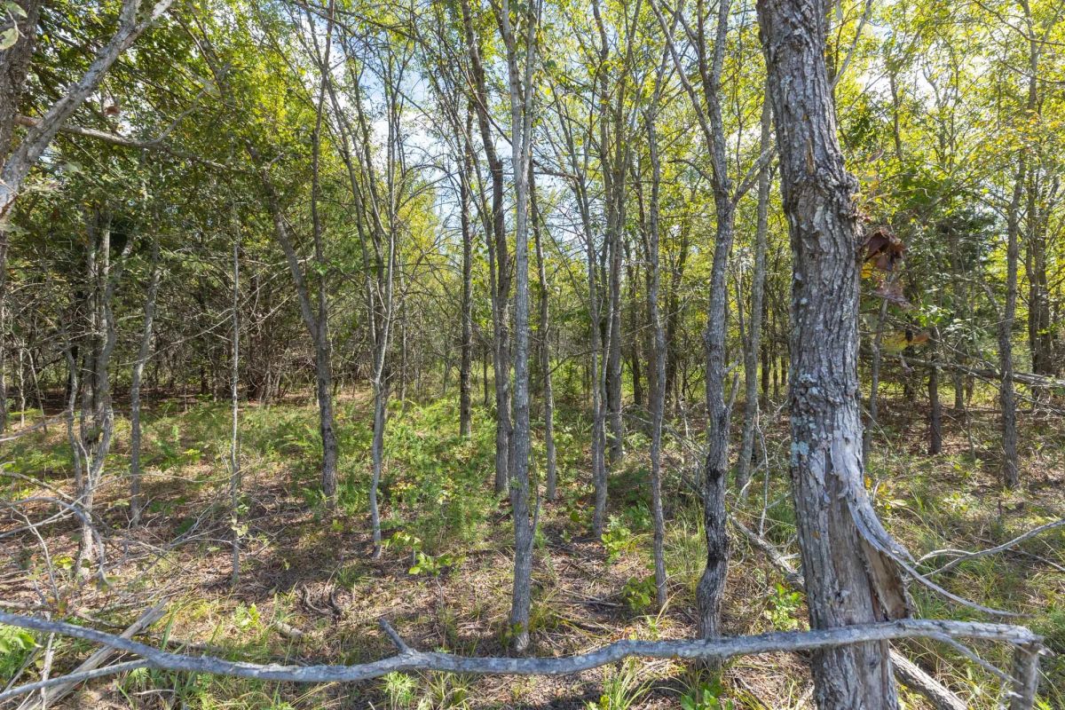 Decorative background for Reserves At Cattail Cove Phase II Tract 94 image 12