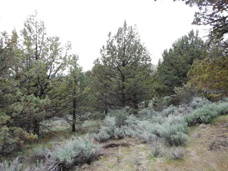 Moon Valley Ranch Tract 766 in Lassen County, CA