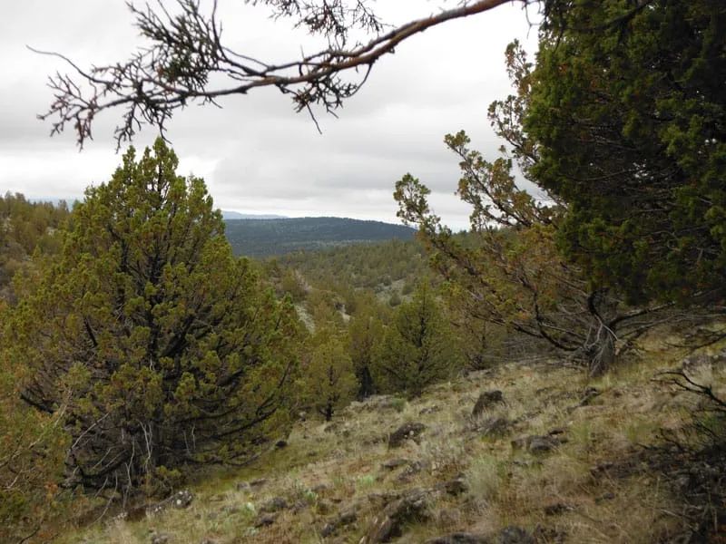 Decorative background for Moon Valley Ranch Tract 766 image 6