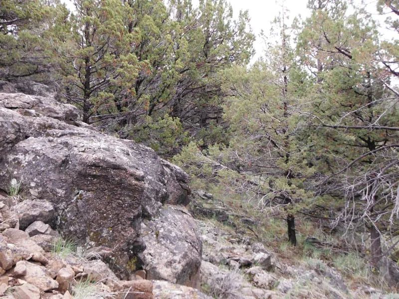 Decorative background for Moon Valley Ranch Tract 766 image 7