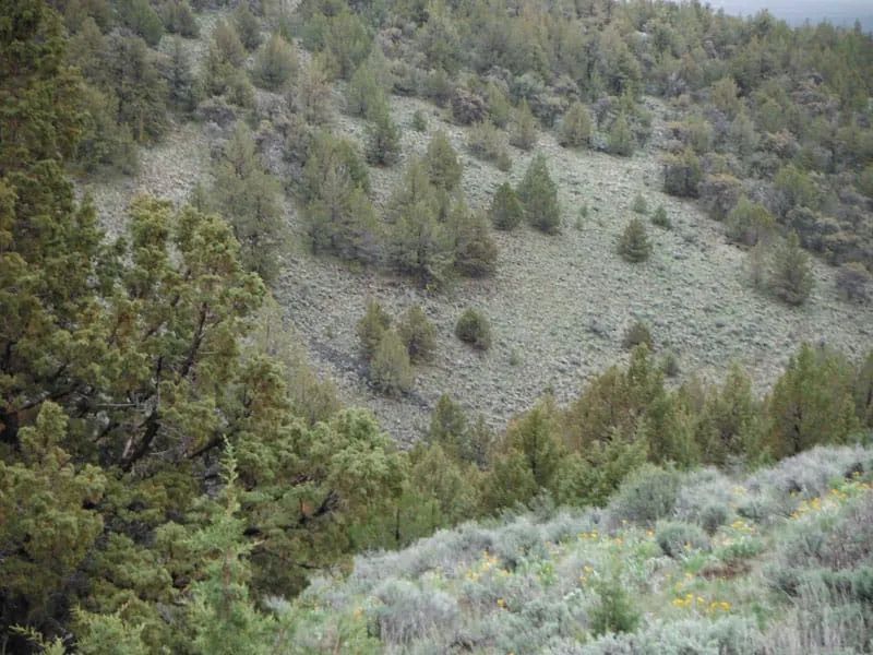 Decorative background for Moon Valley Ranch Tract 766 image 10