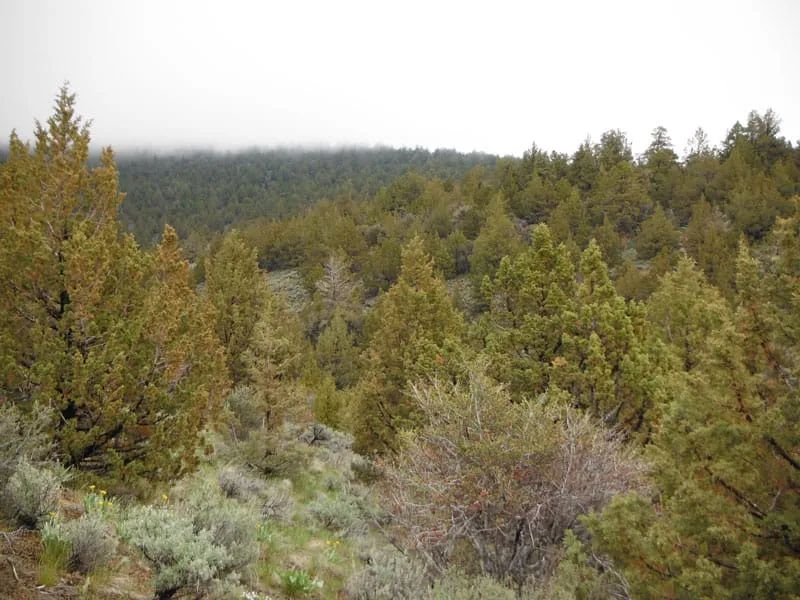 Decorative background for Moon Valley Ranch Tract 766 image 11