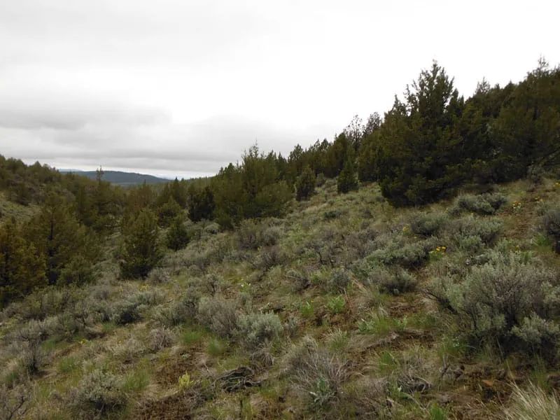 Decorative background for Moon Valley Ranch Tract 766 image 12