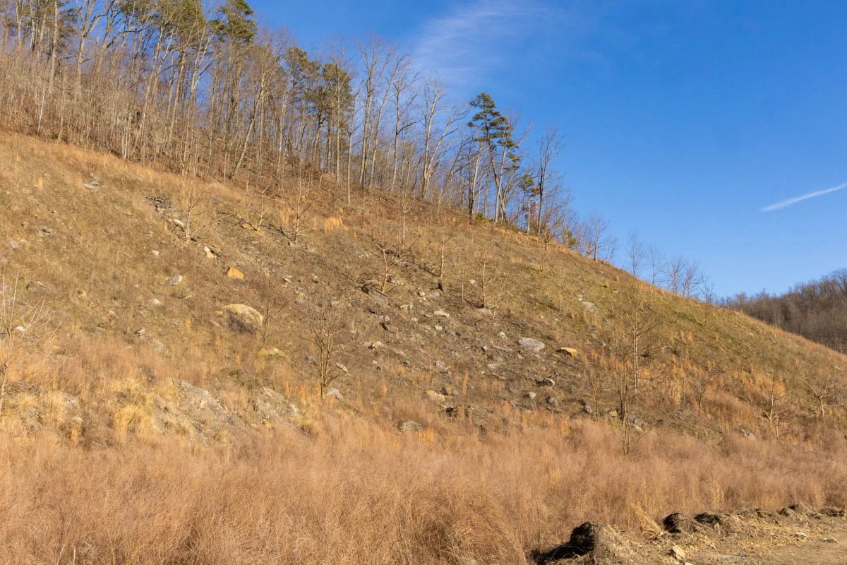 Decorative background for Jade Pass Tract 14 image 8