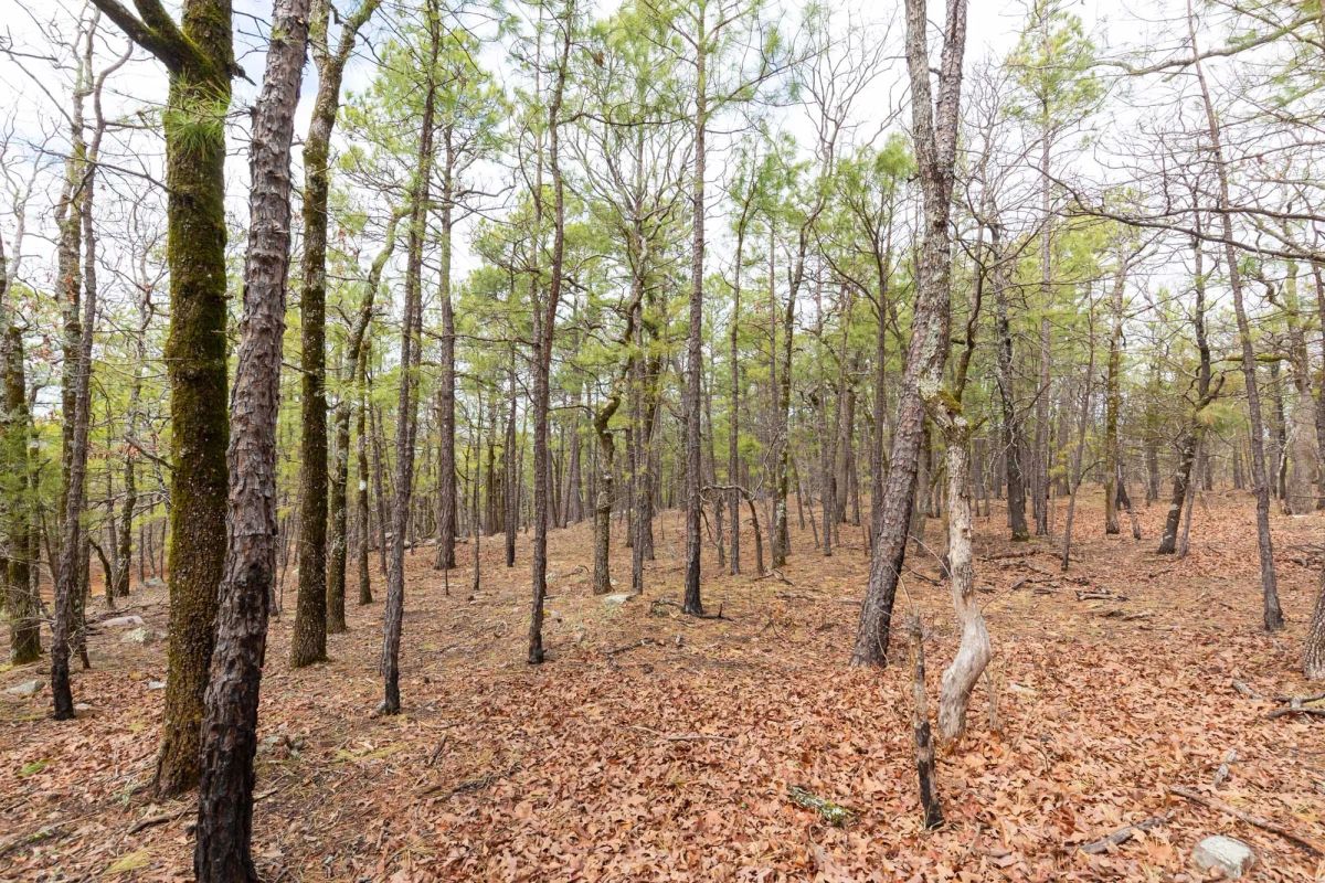 Decorative background for Stone Bridge Phase III Tract 210 image 6