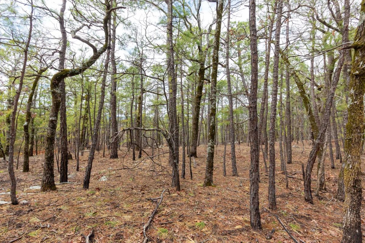 Decorative background for Stone Bridge Phase III Tract 210 image 7