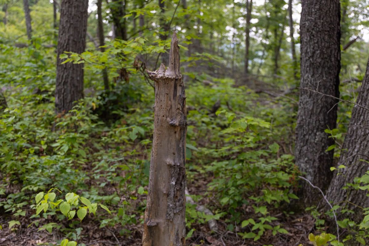 Creek Hollow Phase II Tract 60 - Image 2