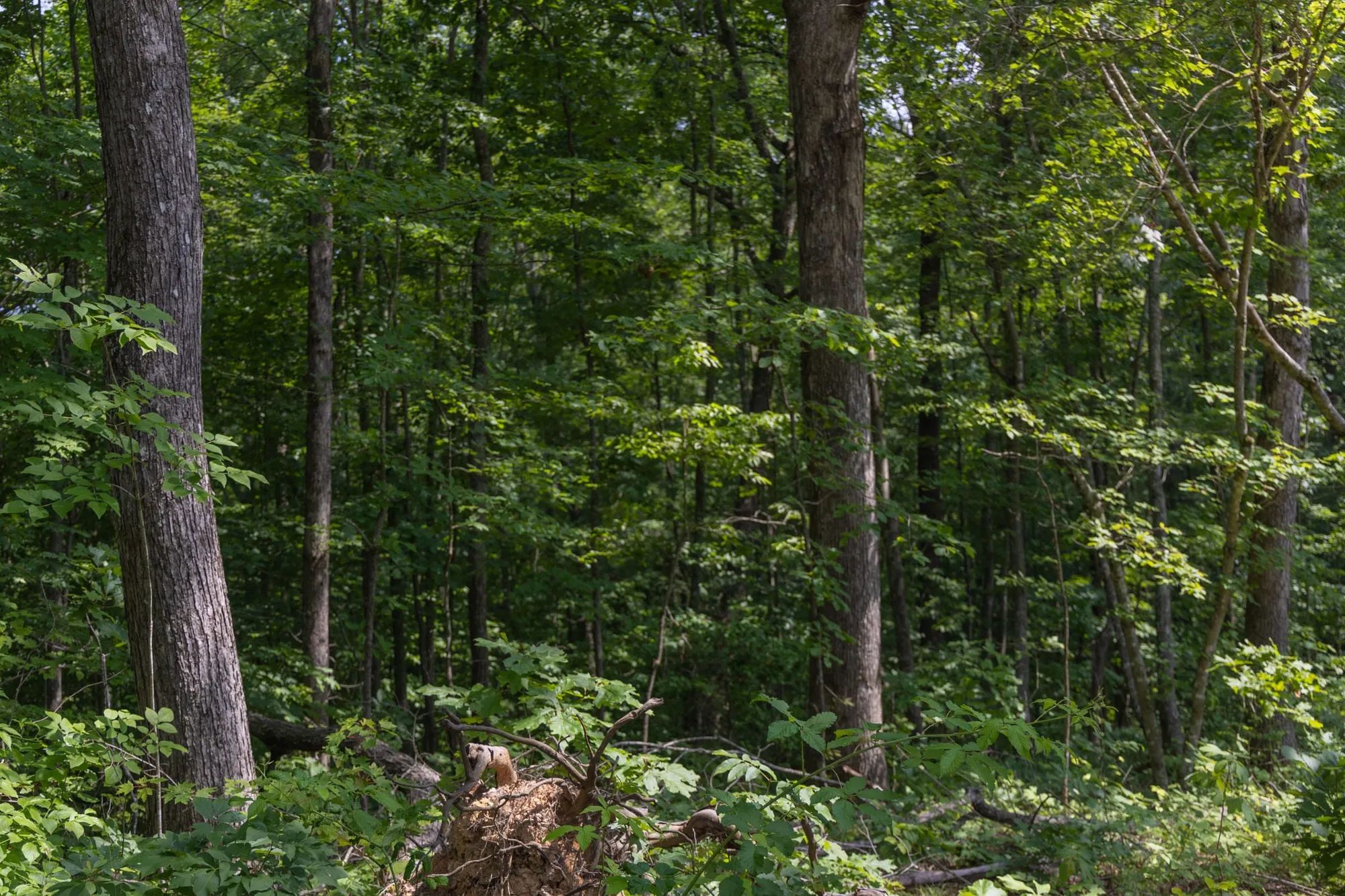 Creek Hollow Phase II Tract 60 in Rockcastle County, KY