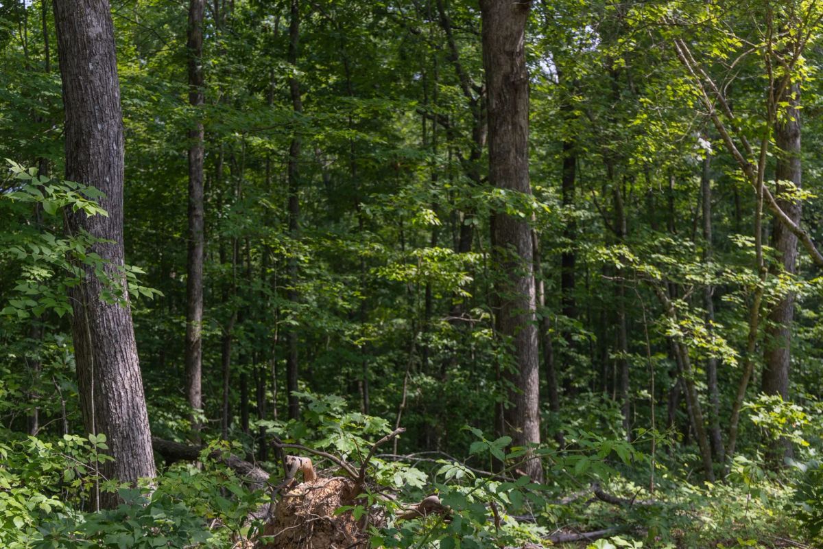 Creek Hollow Phase II Tract 60 - Image 3
