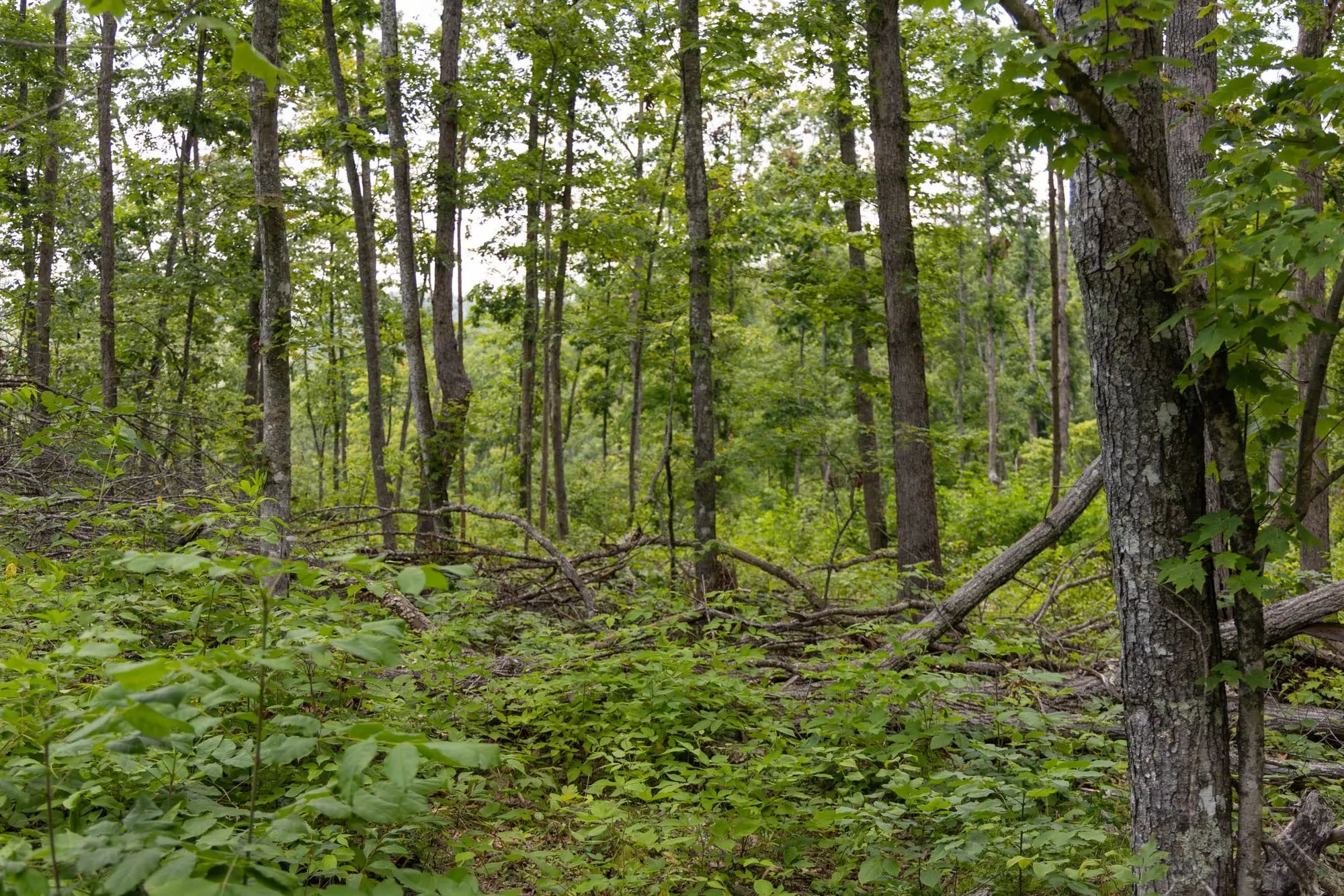Creek Hollow Phase II Tract 60 in Rockcastle County, KY