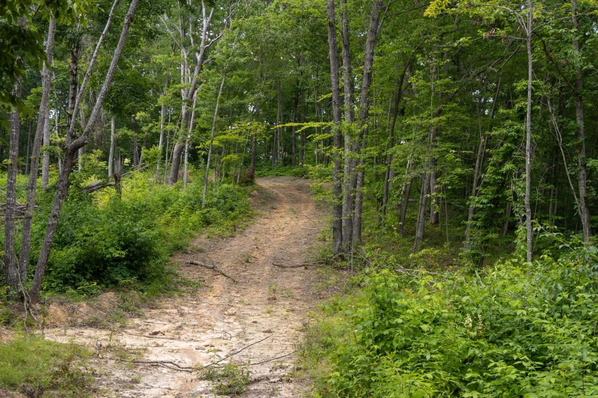 Decorative background for Creek Hollow Phase II Tract 60 image 5
