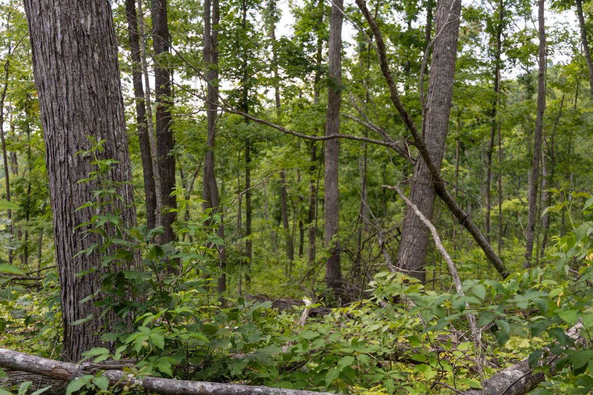 Decorative background for Creek Hollow Phase II Tract 60 image 6