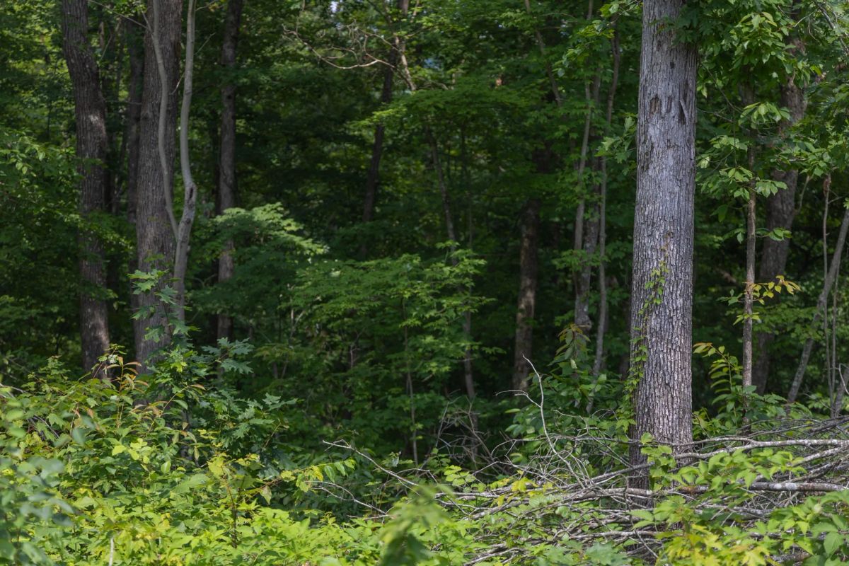 Decorative background for Creek Hollow Phase II Tract 60 image 7