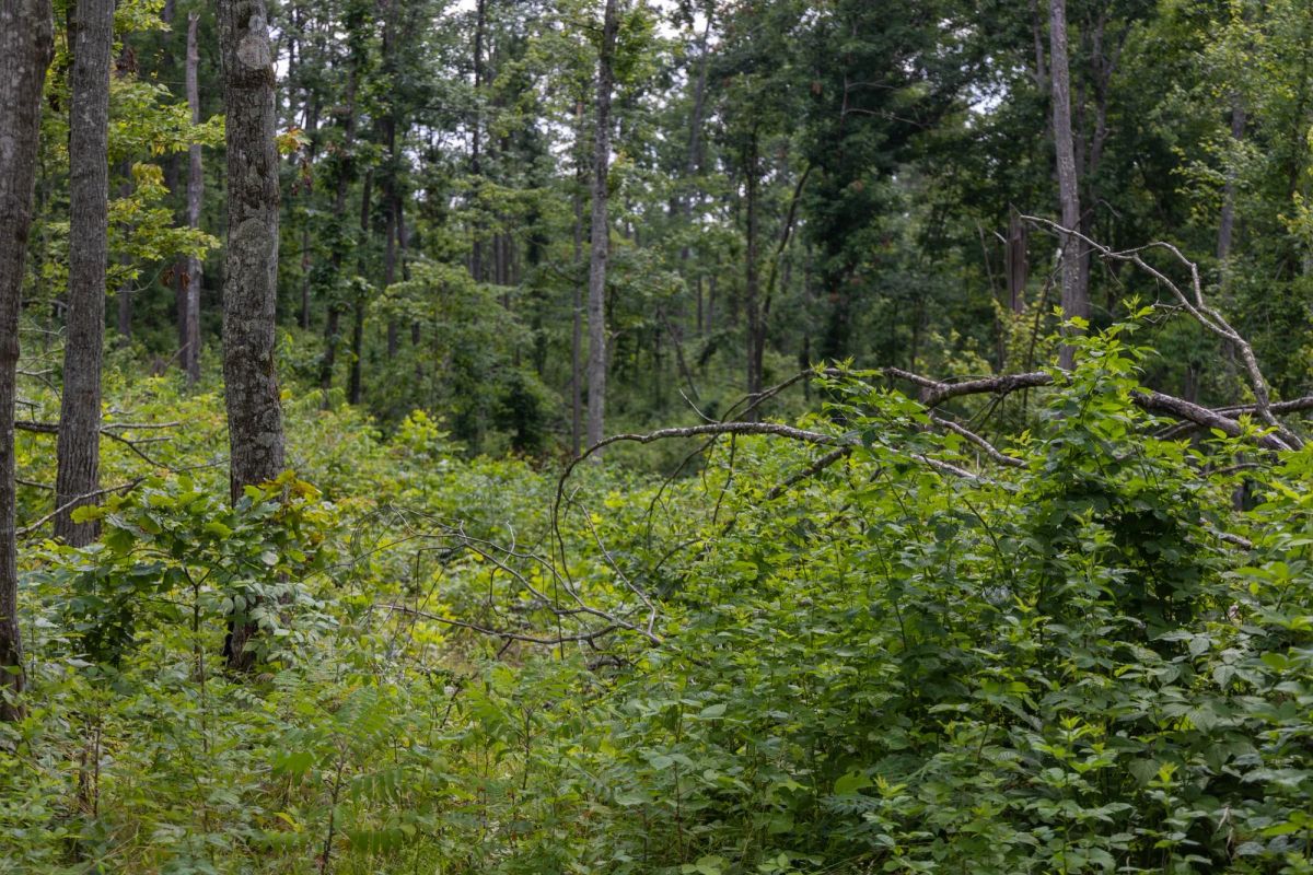 Decorative background for Creek Hollow Phase II Tract 60 image 8