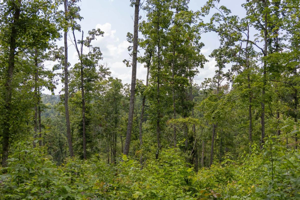 Decorative background for Creek Hollow Phase II Tract 60 image 9