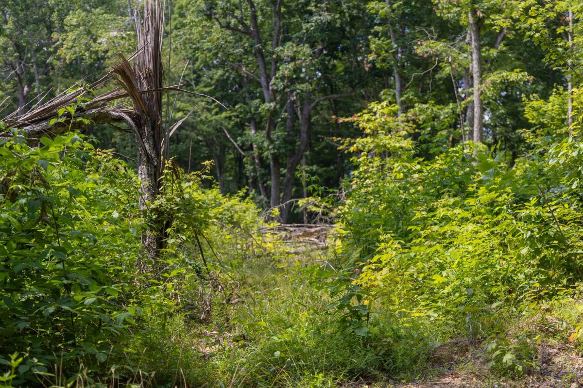 Decorative background for Creek Hollow Phase II Tract 60 image 10