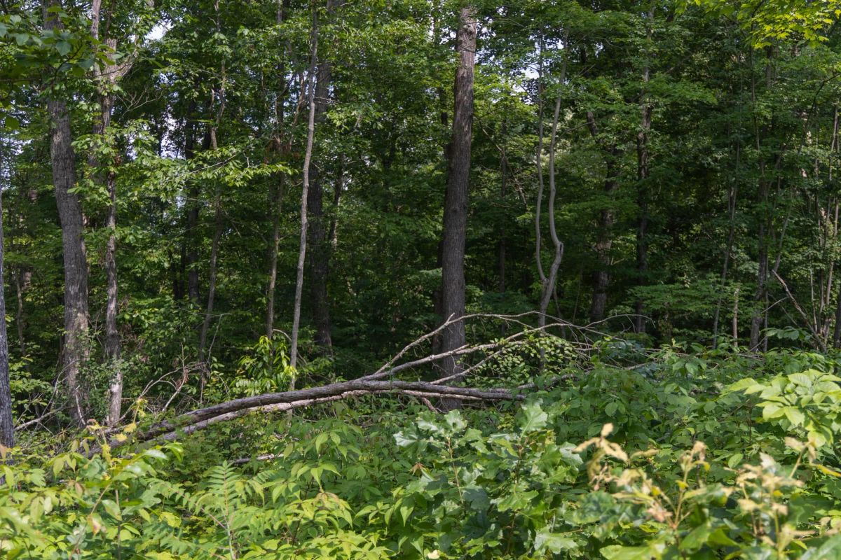 Decorative background for Creek Hollow Phase II Tract 60 image 11