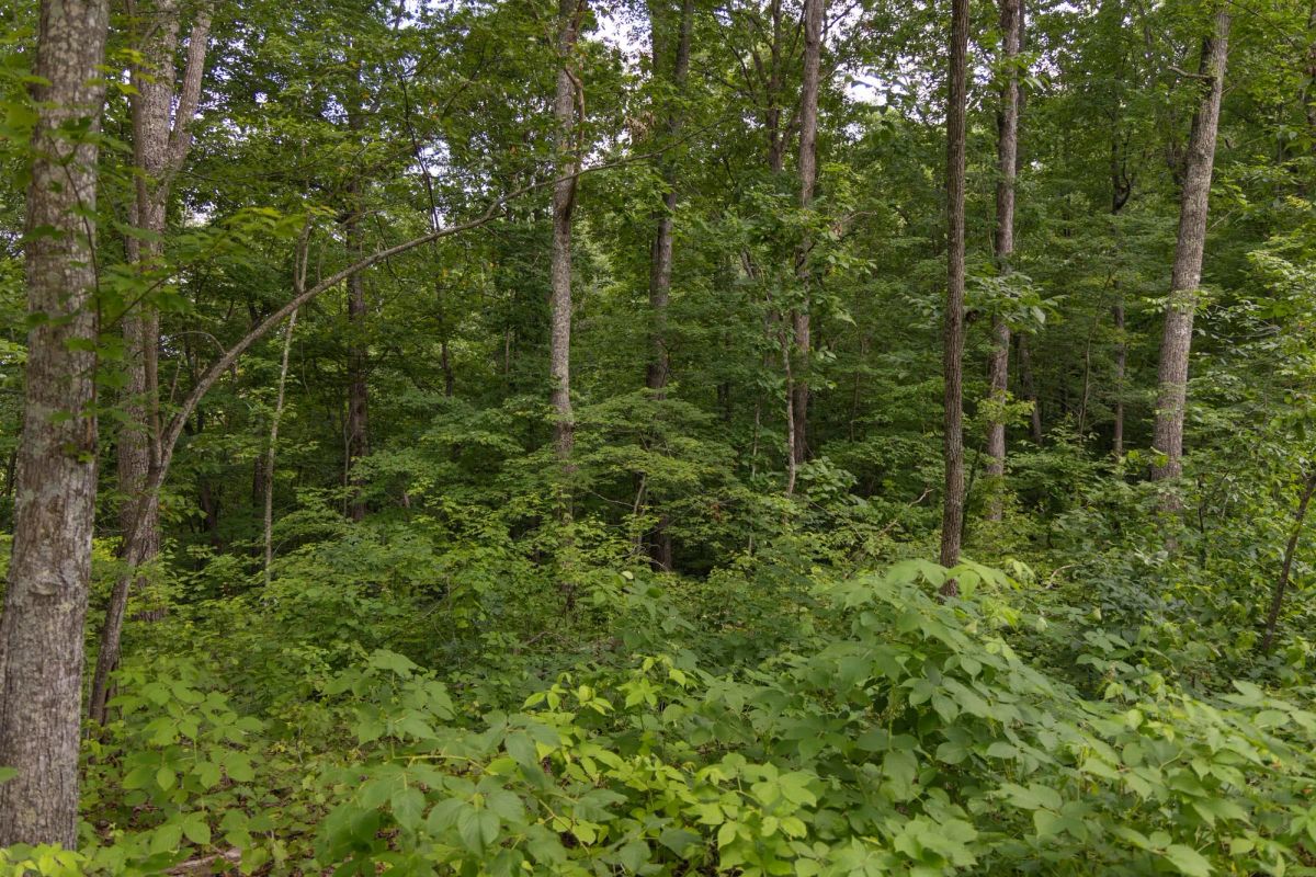 Decorative background for Creek Hollow Phase II Tract 60 image 12