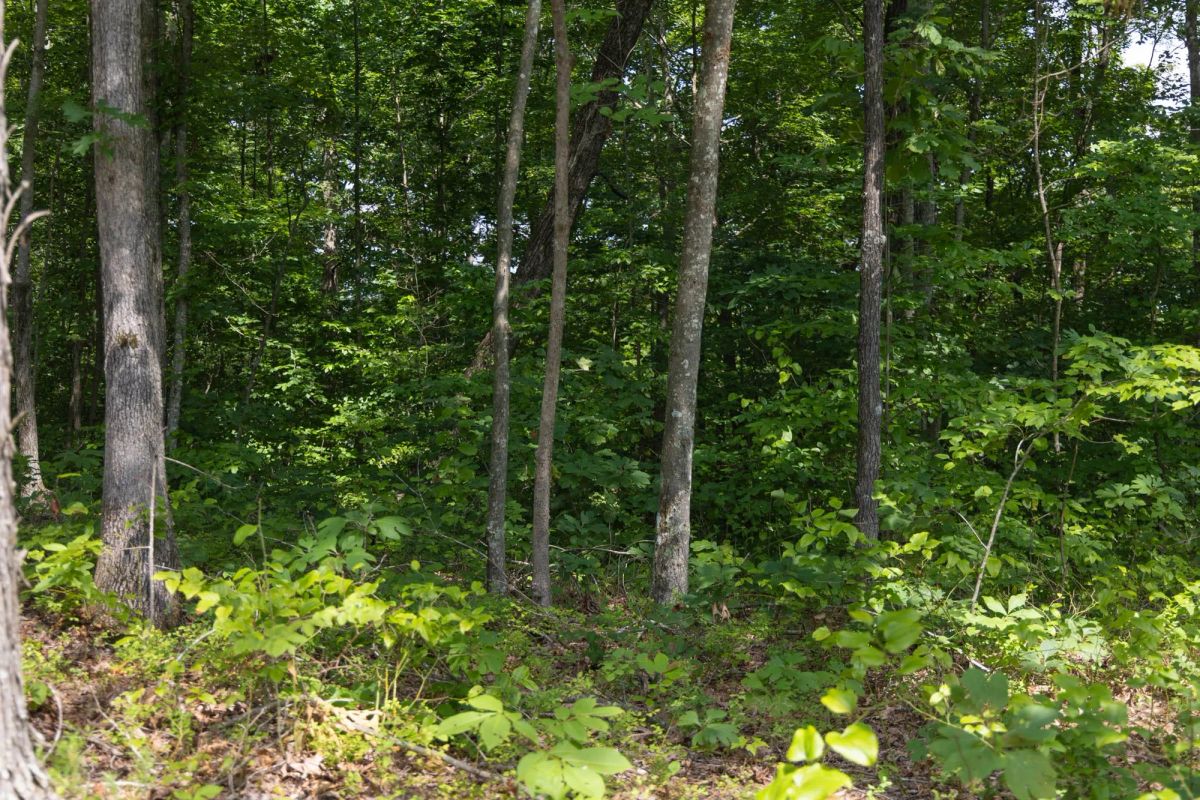 Decorative background for Creek Hollow Phase II Tract 60 image 13