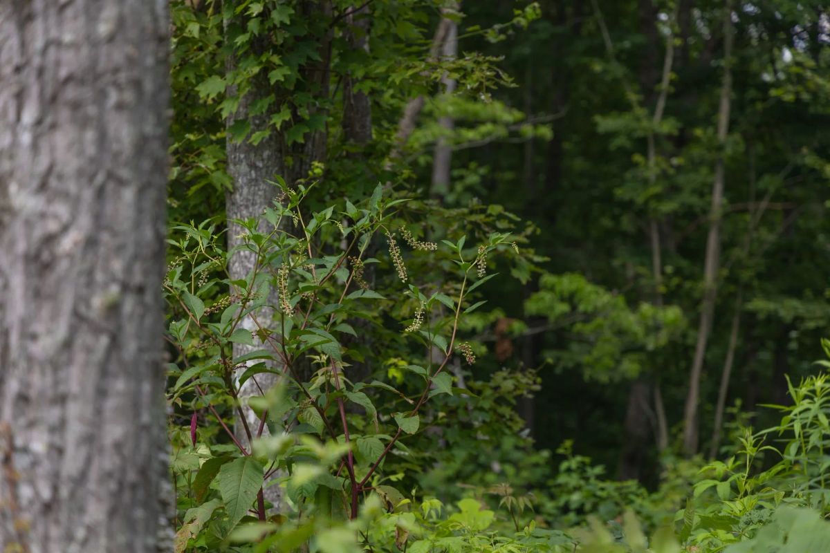 Decorative background for Creek Hollow Phase II Tract 60 image 14