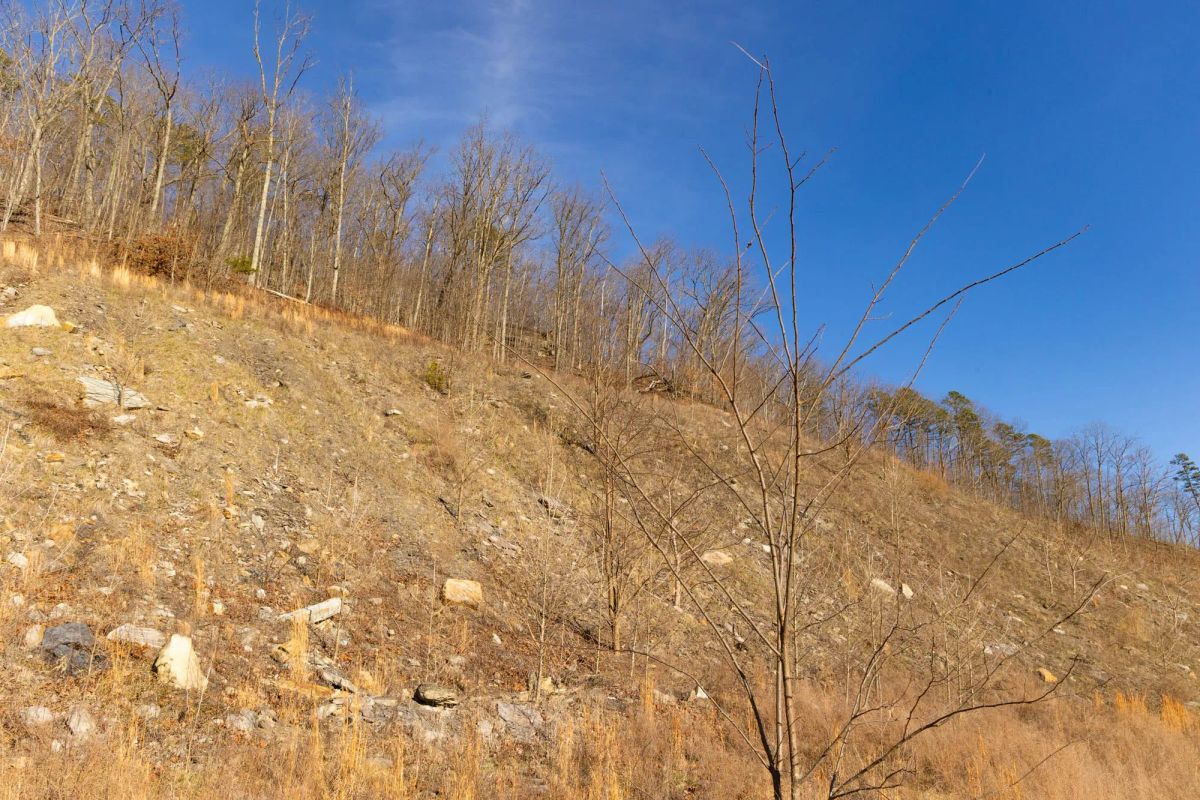 Decorative background for Jade Pass Tract 13 image 5