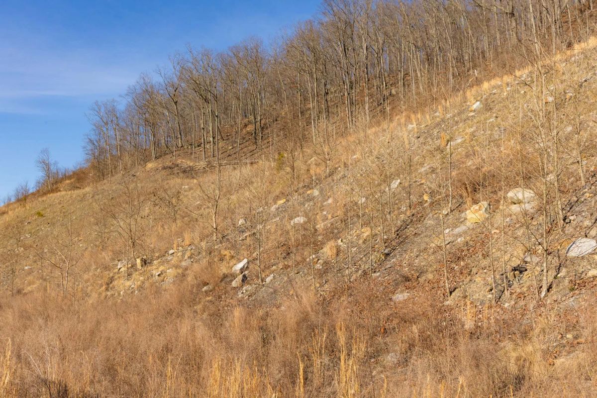 Decorative background for Jade Pass Tract 13 image 6