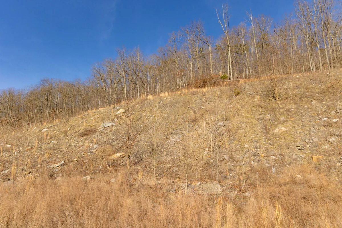 Decorative background for Jade Pass Tract 13 image 7