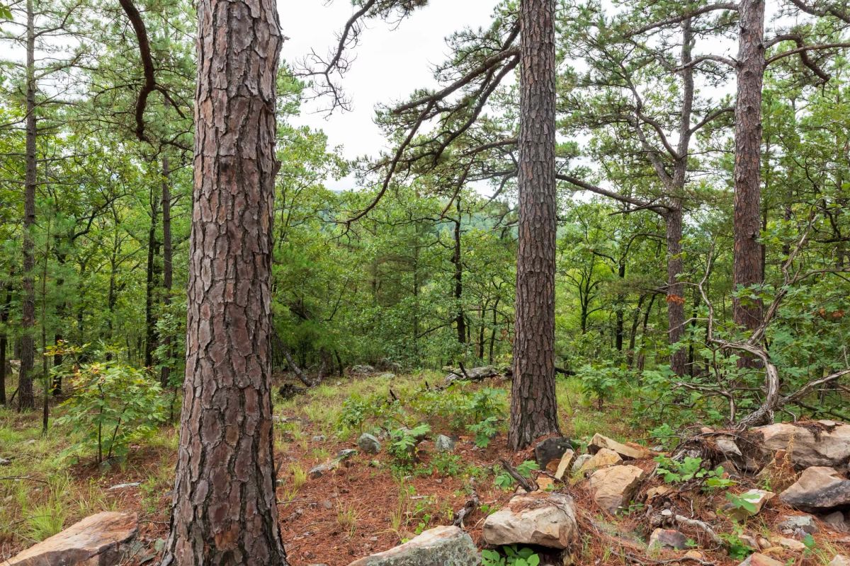 Decorative background for Stone Bridge Phase V Tract 425 image 5