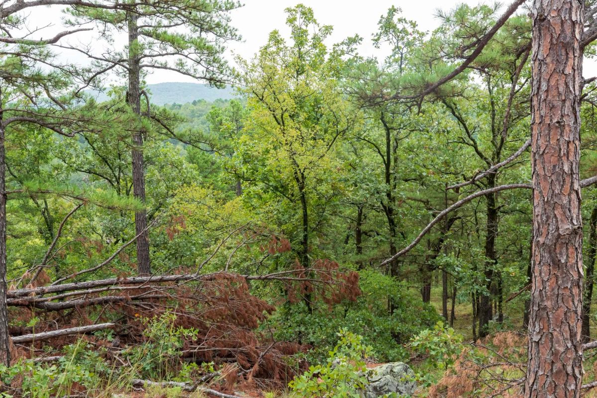 Decorative background for Stone Bridge Phase V Tract 425 image 7