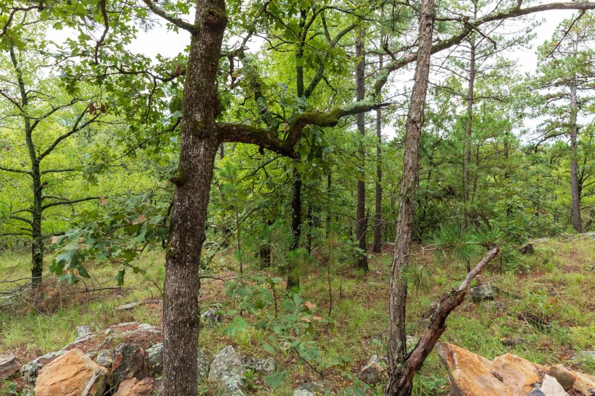 Decorative background for Stone Bridge Phase V Tract 425 image 11