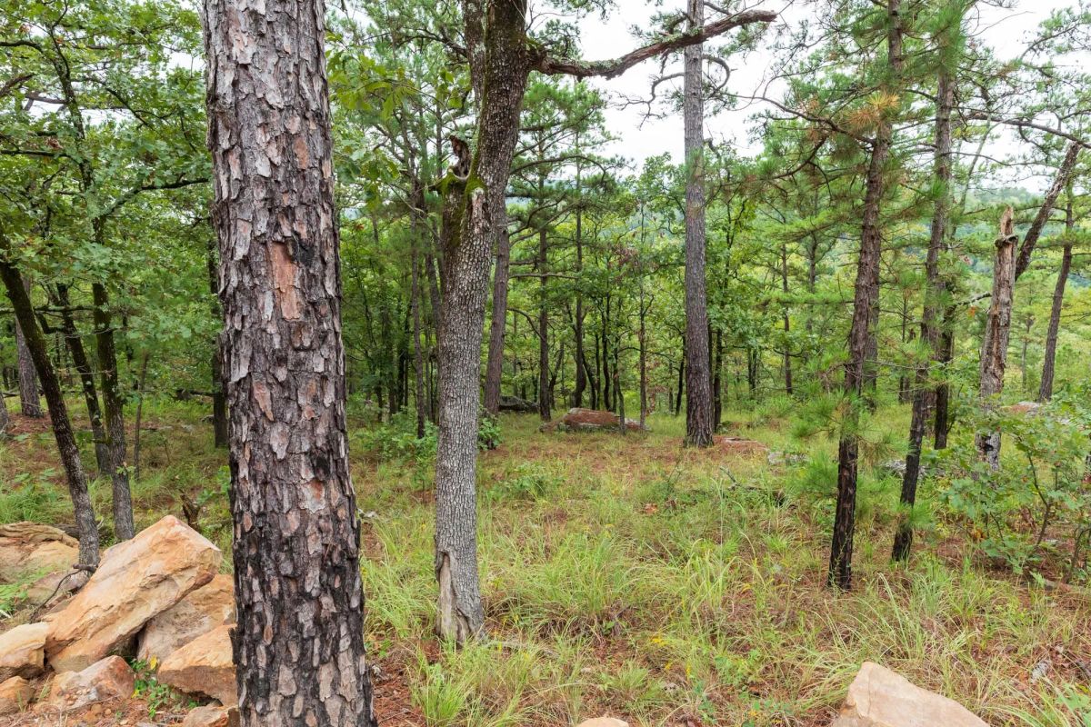 Decorative background for Stone Bridge Phase V Tract 425 image 12