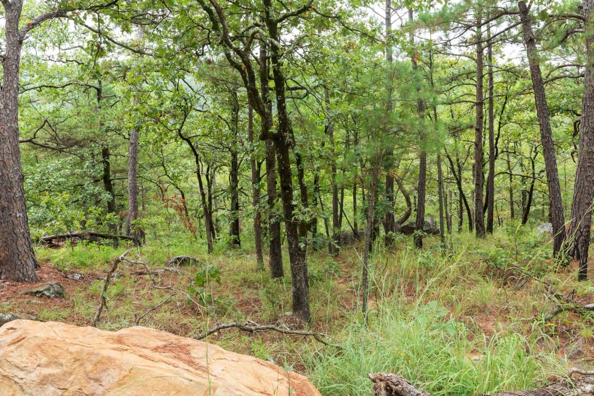 Decorative background for Stone Bridge Phase V Tract 425 image 13
