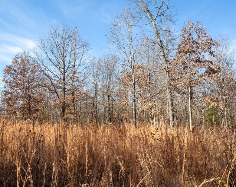 Dutchman Hollow Tract 5 in Fulton County, AR