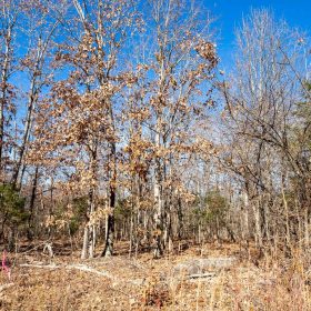 Dutchman Hollow Tract 5 in Fulton County, AR
