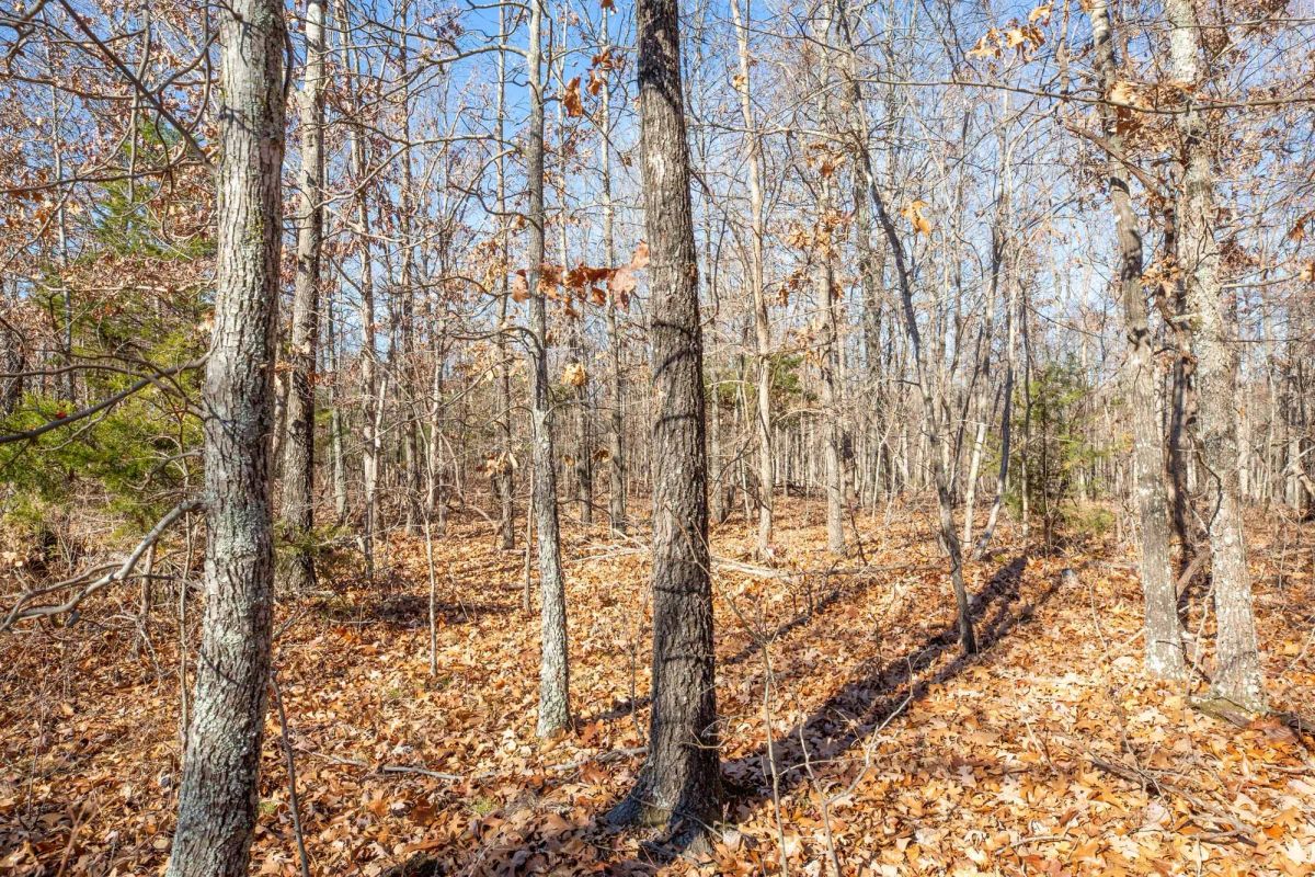 Decorative background for Dutchman Hollow Tract 5 image 5