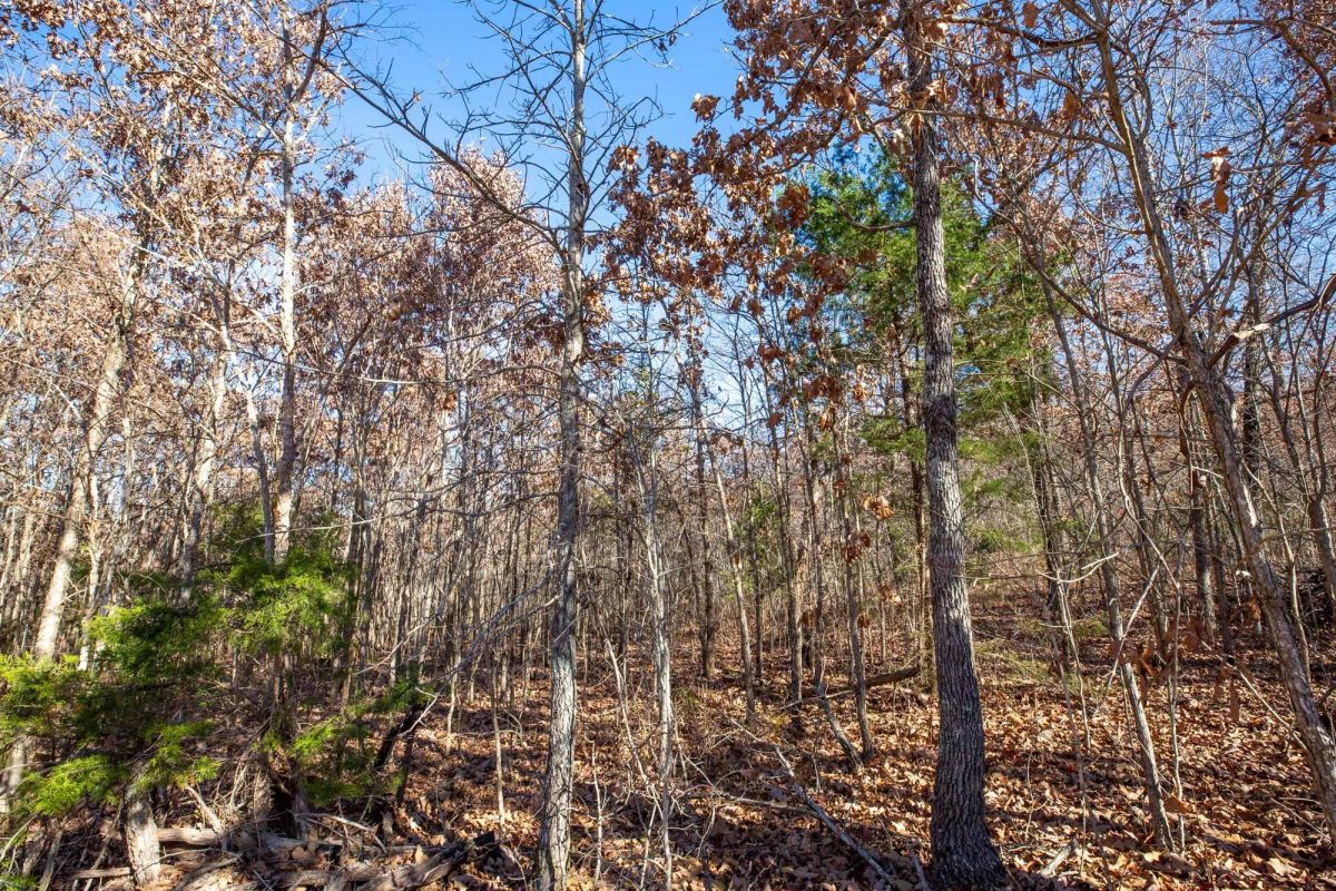 Decorative background for Dutchman Hollow Tract 5 image 6