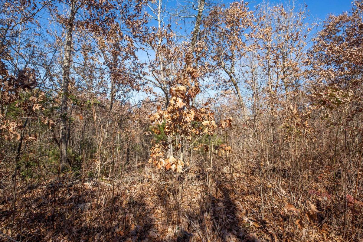 Decorative background for Dutchman Hollow Tract 5 image 7