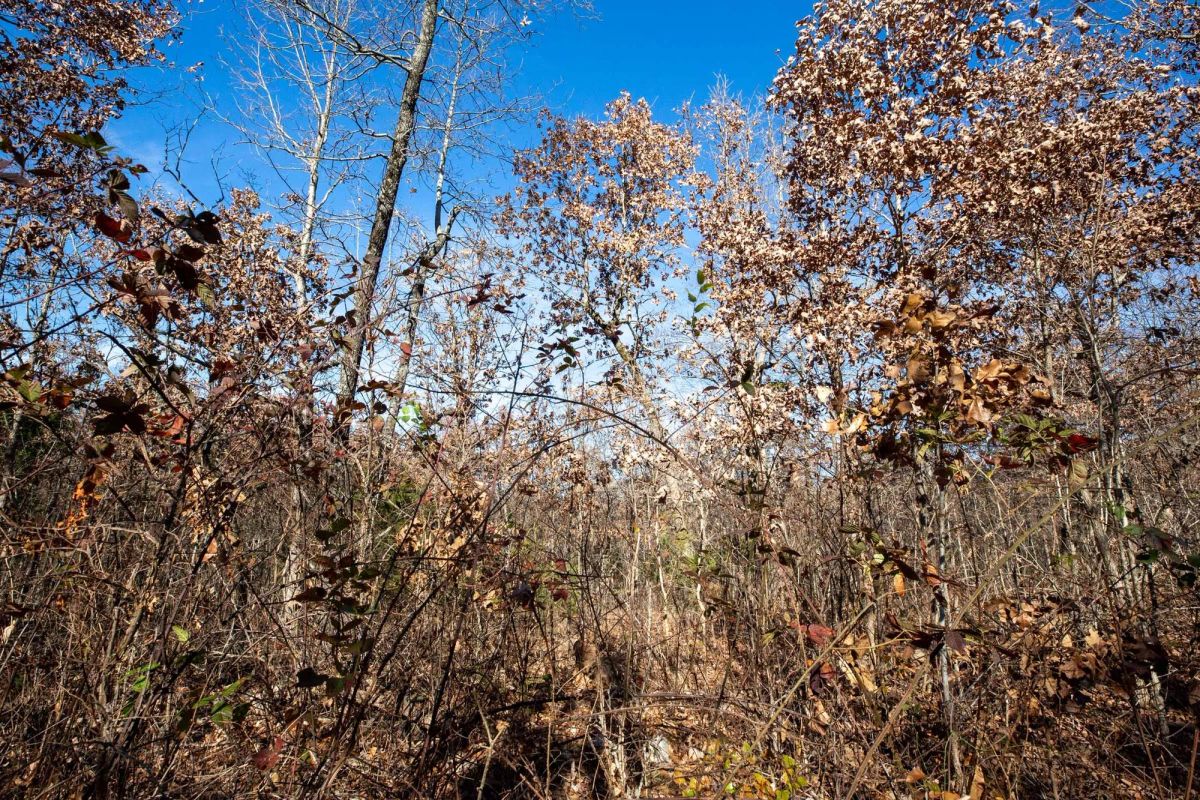 Decorative background for Dutchman Hollow Tract 5 image 8