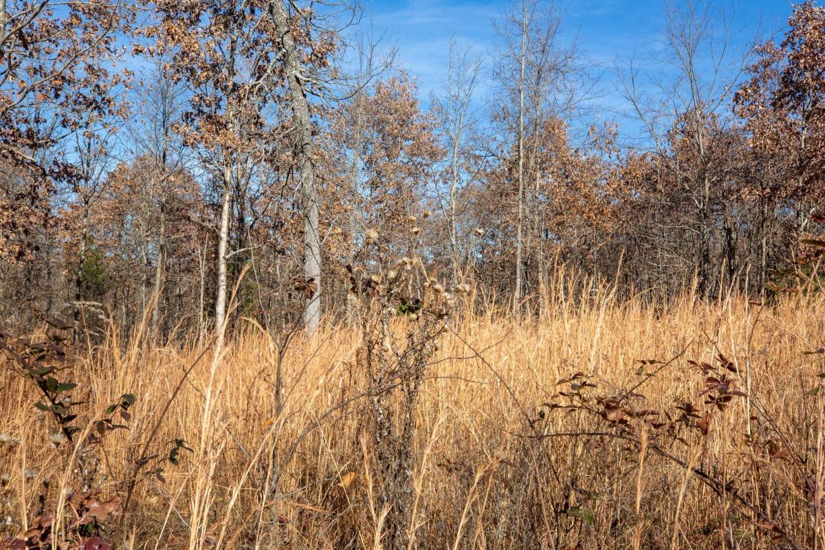 Decorative background for Dutchman Hollow Tract 5 image 9