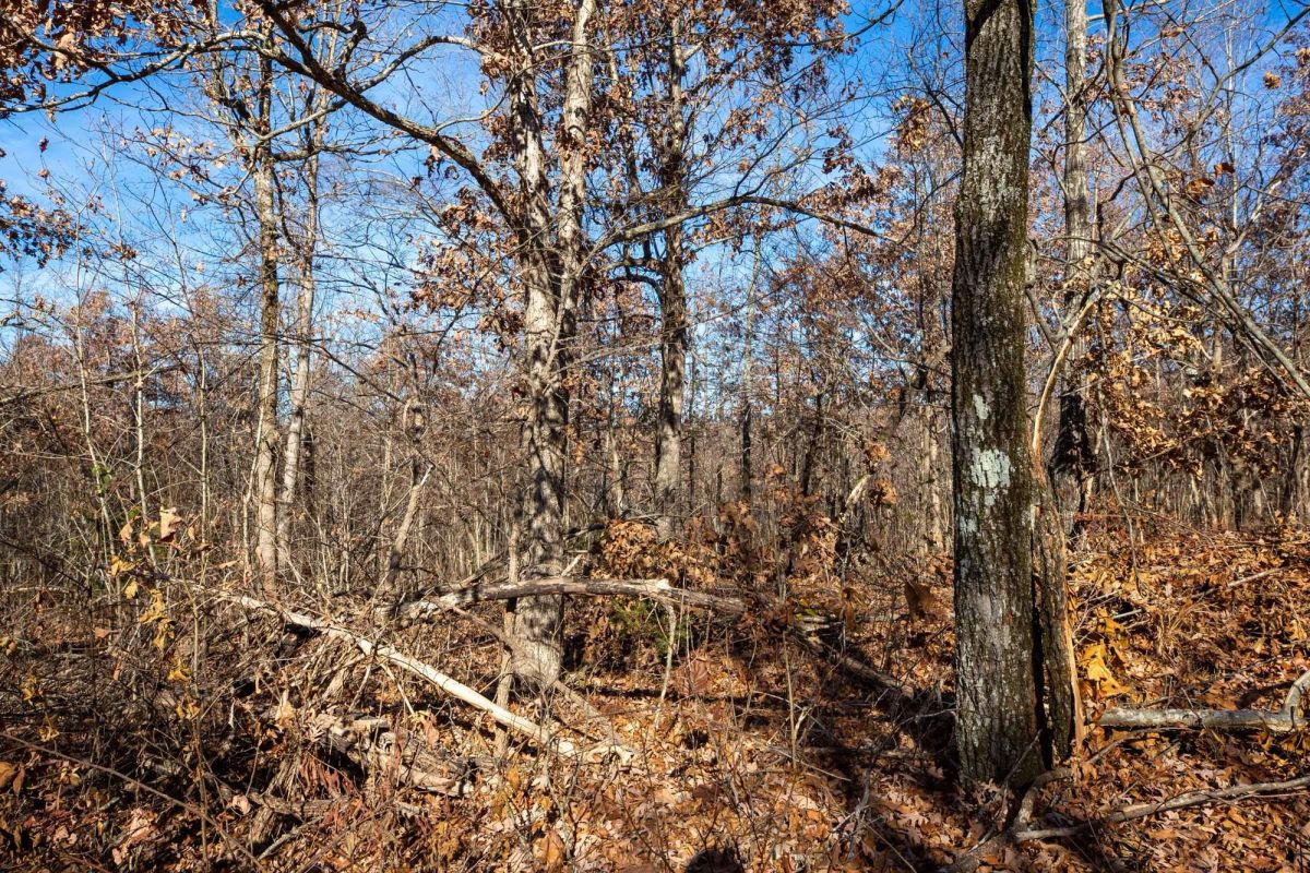 Decorative background for Dutchman Hollow Tract 5 image 10