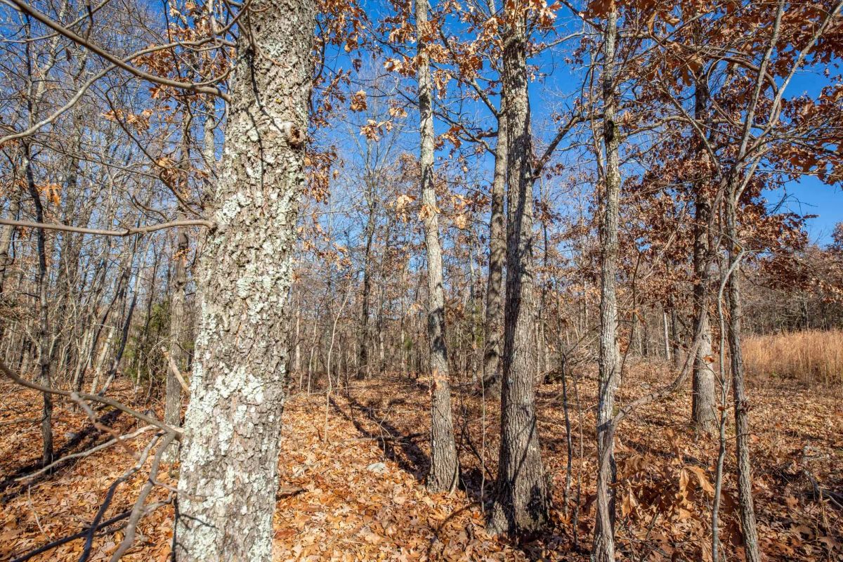 Decorative background for Dutchman Hollow Tract 5 image 11