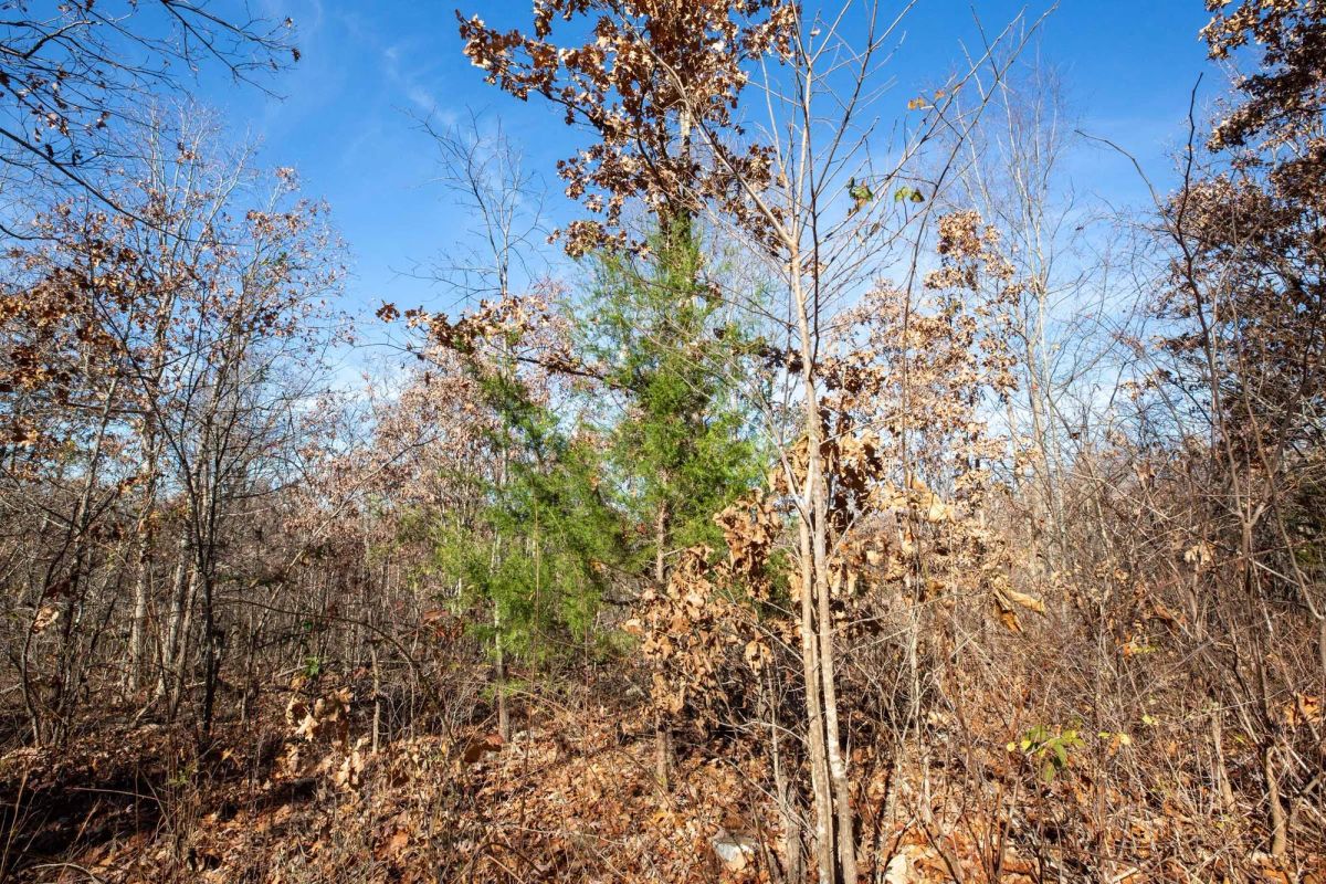Decorative background for Dutchman Hollow Tract 5 image 12